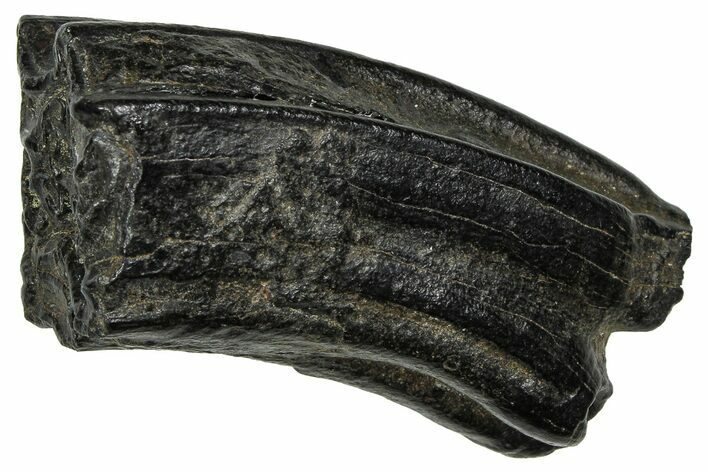 Pleistocene Aged Fossil Horse Tooth - South Carolina #374113